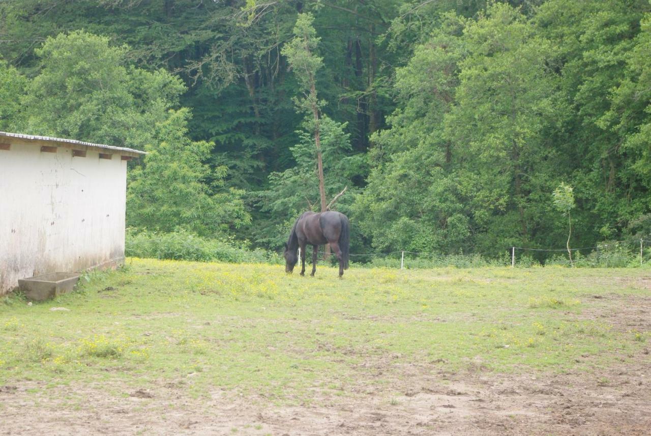 Bed and Breakfast Les Ecuries Du Seque Saint-Martin-de-Seignanx Esterno foto